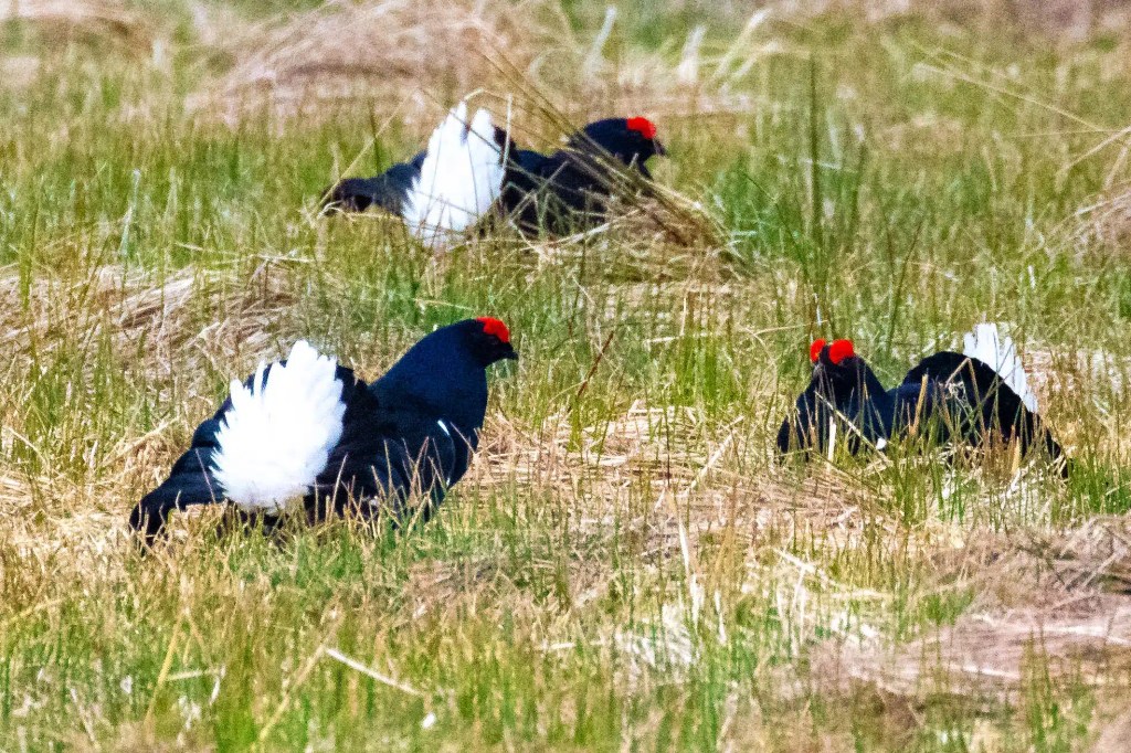 Black Grouse displaying white tails in a field, Sheriffmuir in May.