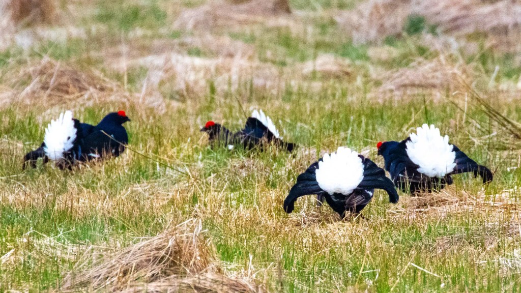 Black grouse displaying white tail feathers in a field at Sheriffmuir in May.