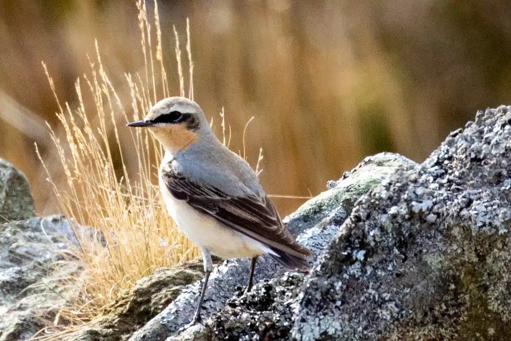 Northern wheatear bird perched on a rock at Sheriffmuir.