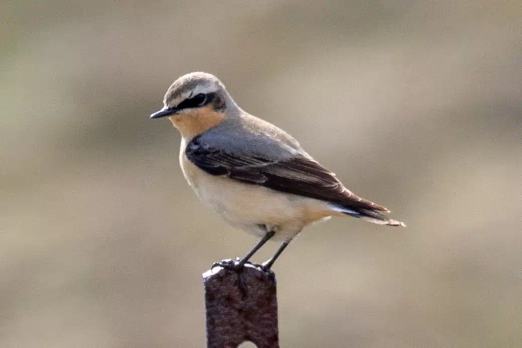Northern Wheatear bird perched on a post in Sheriffmuir.