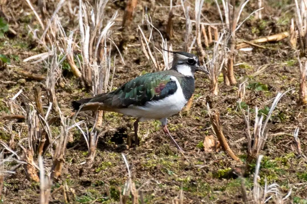 Lapwing bird at Sheriffmuir in May, with iridescent green feathers and a distinctive crest.