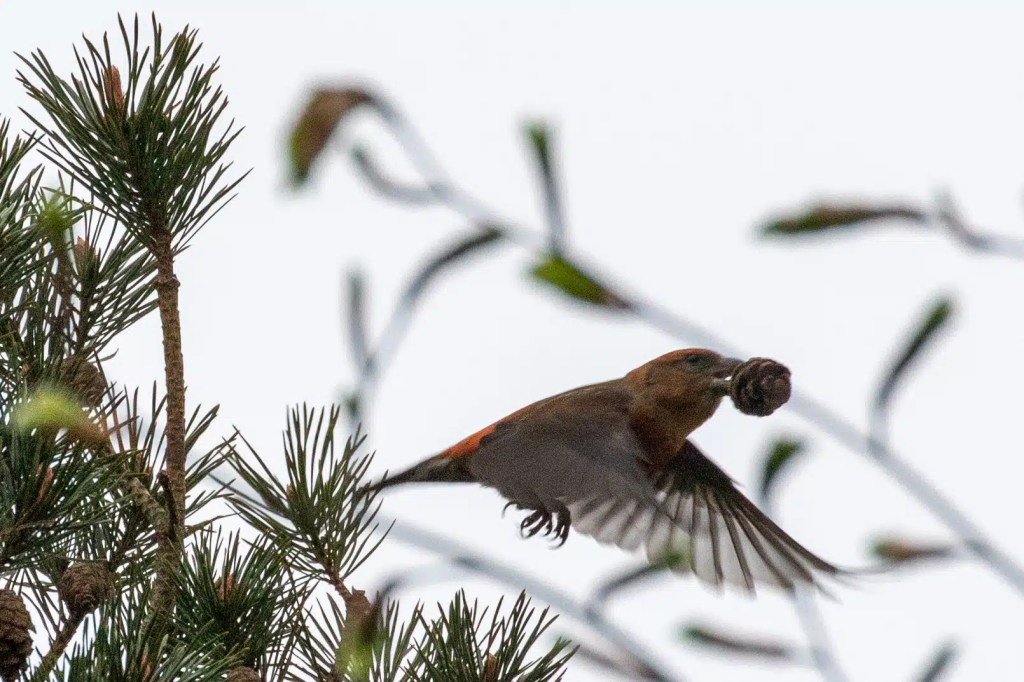 Red Crossbill in flight carrying food near Sheriffmuir.
