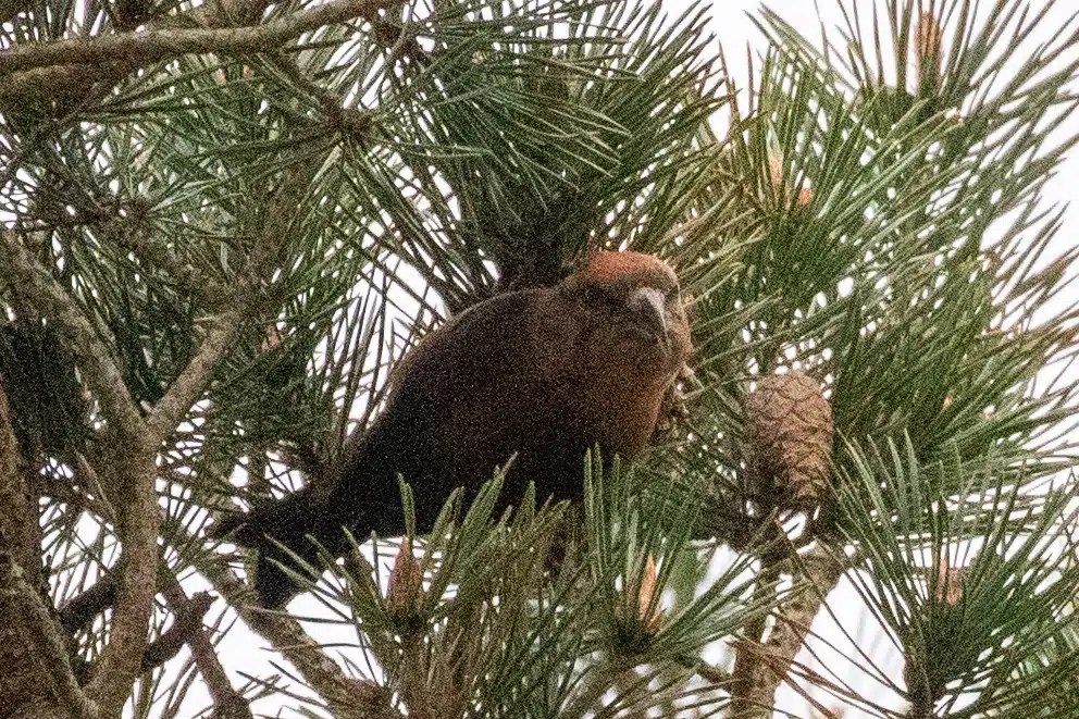 Red crossbill perched in a pine tree at Sheriffmuir.