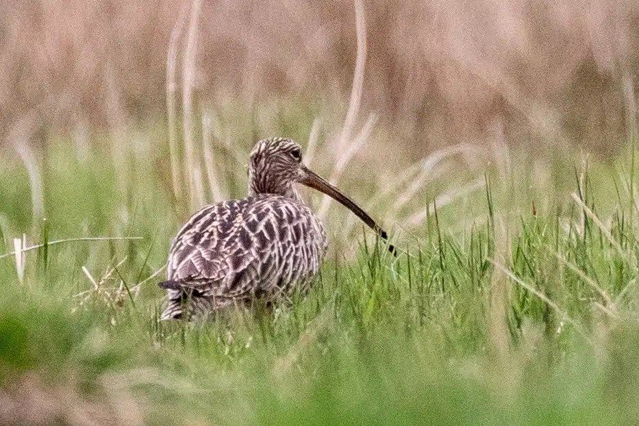 Curlew bird in green grass, Sheriffmuir landscape.