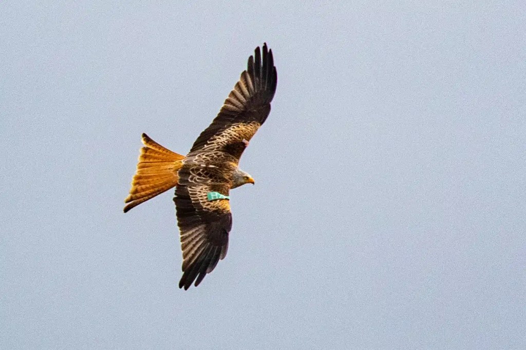 Red Kite soaring in flight, seen at Sheriffmuir in May. Bird has tags on its wings.