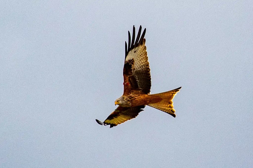 Red kite soaring in the sky over Sheriffmuir.
