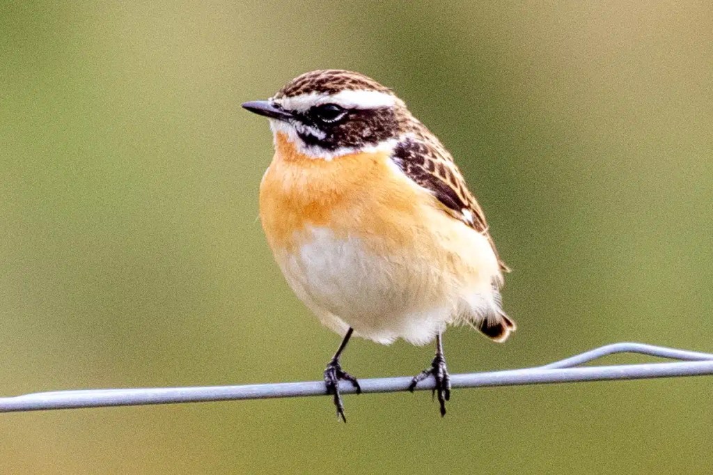 Whinchat bird perched on a wire, Sheriffmuir in May.