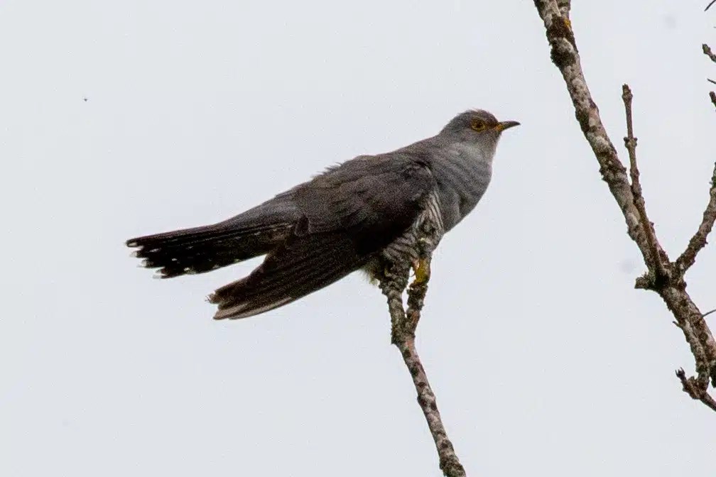 Cuckoo bird perched on a branch, Sheriffmuir in May.