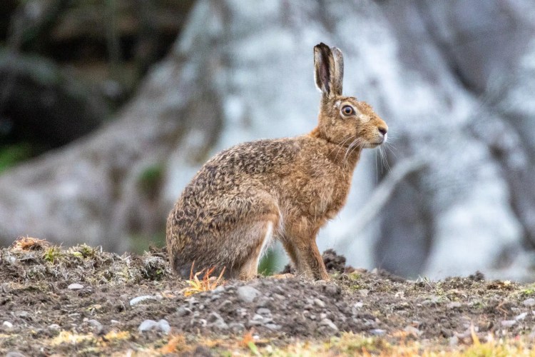 Brown hare standing alert on a dirt mound, ears up in Sheriffmuir.