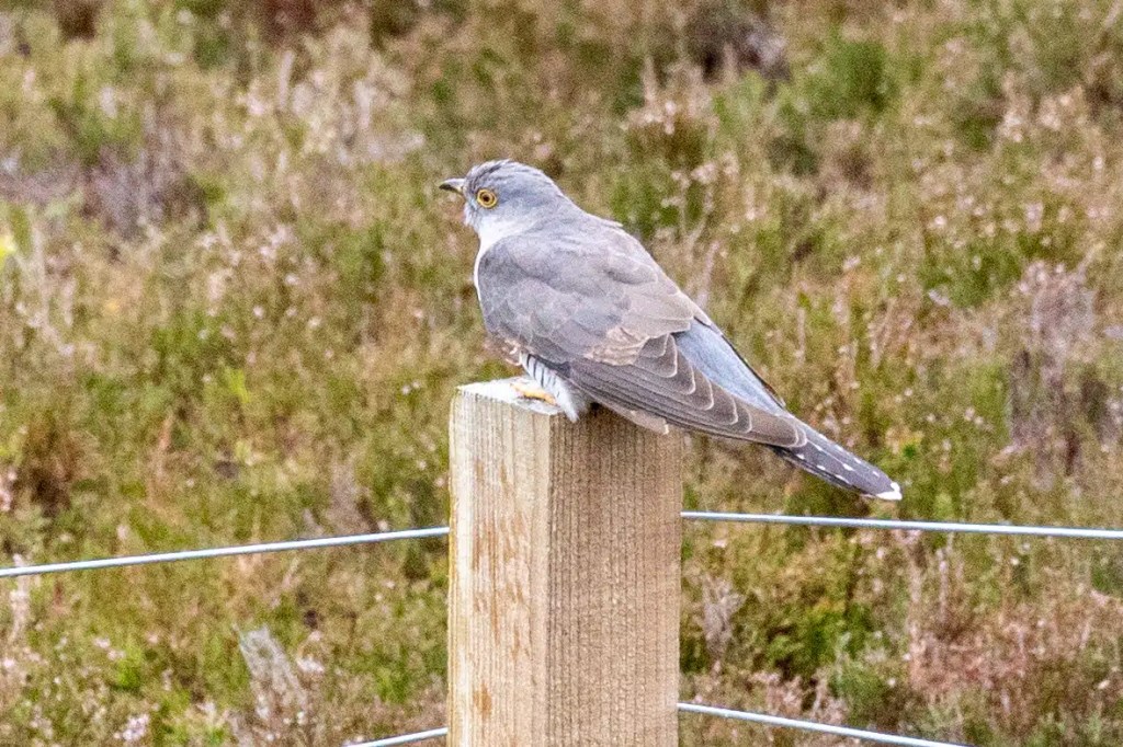 Cuckoo bird perched on a fence post in Sheriffmuir, May.