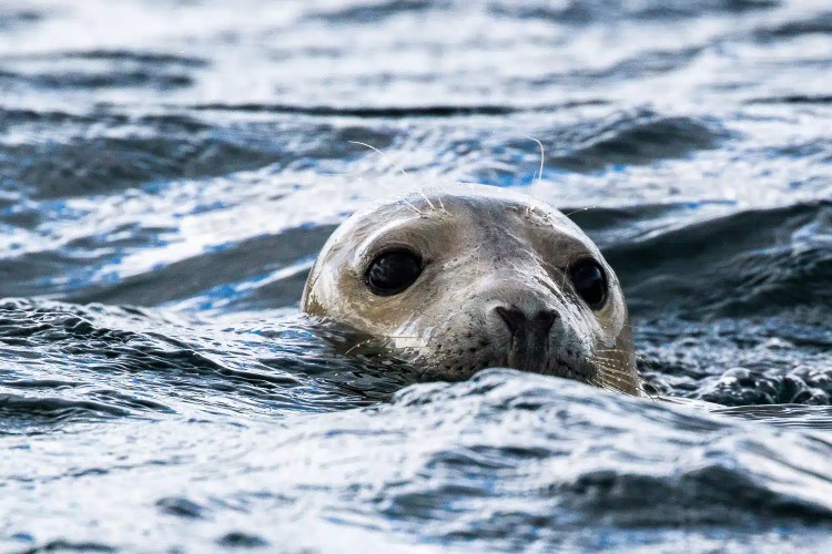 Short-eared owl perched on a mossy post, staring intently