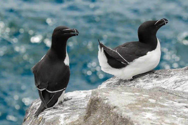 Razorbills on the Isle of May, Scotland. Black and white seabirds on a rocky outcrop near the ocean.