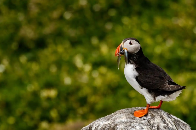 Puffin with fish on Isle of May. Black and white seabird with orange beak and feet.