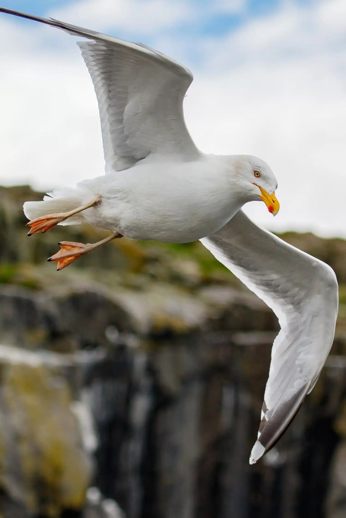 Seagull in flight on the Isle of May, Scotland