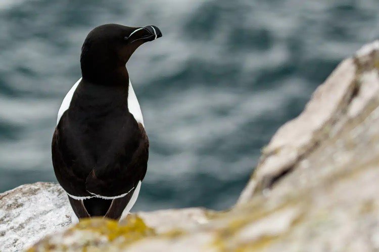 Razorbill on the Isle of May, with black and white plumage, standing on a rocky outcrop overlooking the sea.