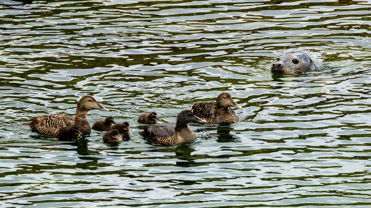 Common eider ducks with ducklings swim near a curious seal in the Isle of May's waters.