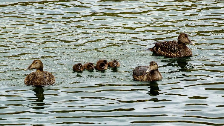 Eider ducks and ducklings swim on the Isle of May, Scotland.