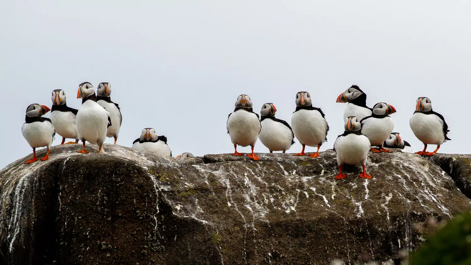 Atlantic puffins perched on a rocky outcrop on the Isle of May.