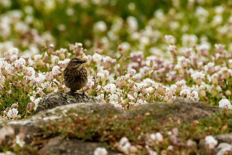 Isle of May: Small bird perched on a rock amidst a field of white and pink wildflowers.