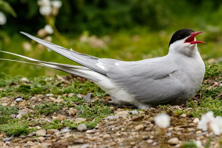 Arctic tern on Isle of May, with red beak open and black cap, resting on the ground.