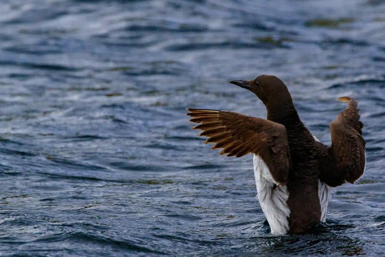 Short-eared owl perched on a mossy post, staring intently