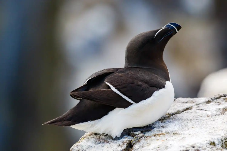 Razorbill on Isle of May, Scotland. Black and white seabird perched on a rock.