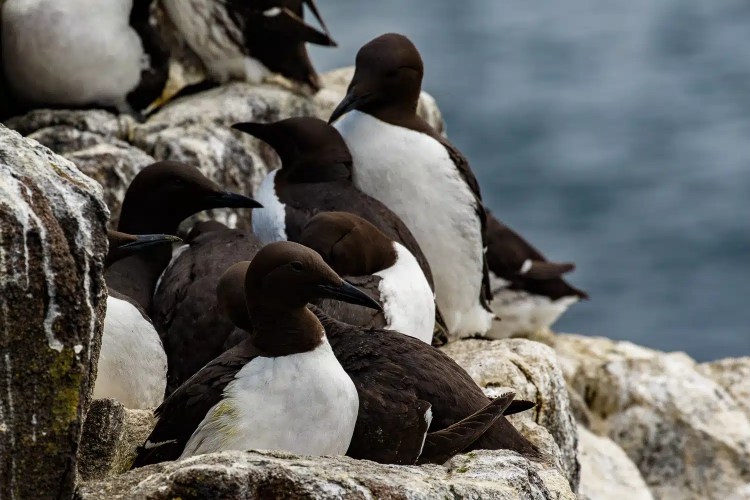 Guillemots huddled together on the Isle of May. Seabirds with brown and white plumage on a rocky outcrop.