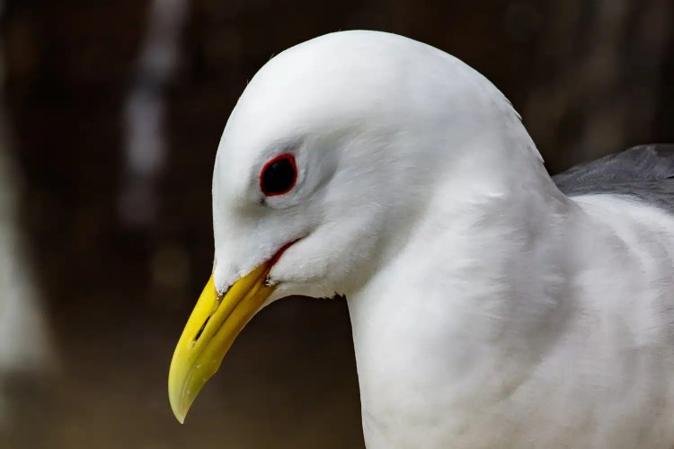 Isle of May: Close-up of a white gull with a yellow beak and red eye.