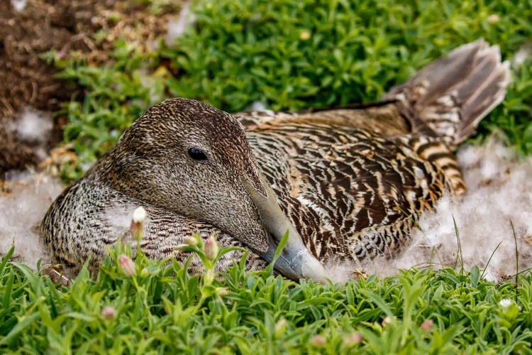 Female eider duck nesting in downy feathers on the Isle of May.