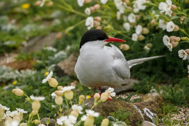 Arctic Tern on the Isle of May, with black cap, red beak, standing among wildflowers.