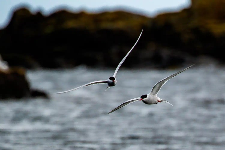 Arctic terns flying over the water near the Isle of May, Scotland.