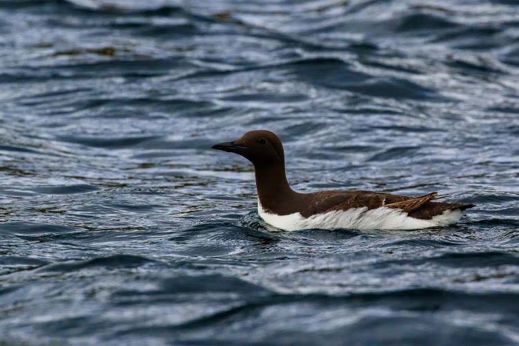 Short-eared owl perched on a mossy post, staring intently