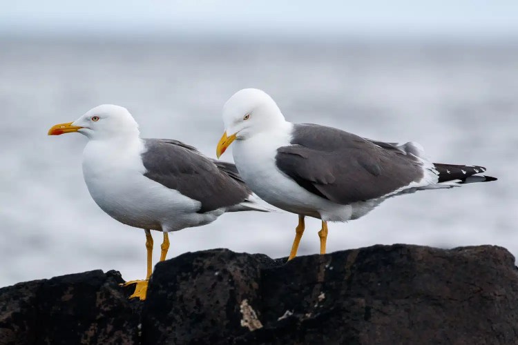 Short-eared owl perched on a mossy post, staring intently
