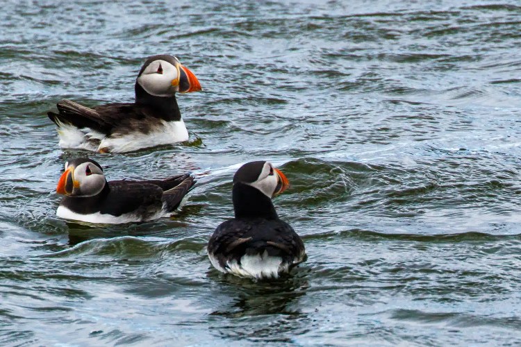 Short-eared owl perched on a mossy post, staring intently