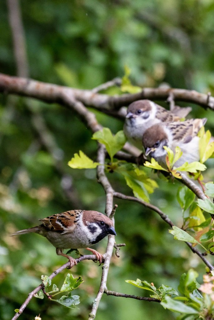 Sparrow perched on a branch with two more sparrows in the background.