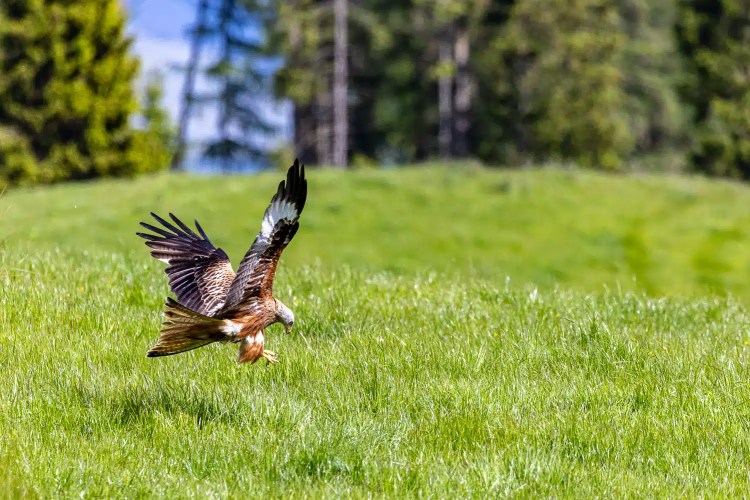 Red Kite swooping over a grassy field at Argaty Red Kites.