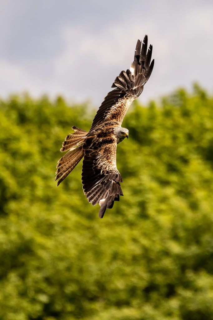 Red Kite in flight at Argaty Red Kites, wings outstretched against a green backdrop.