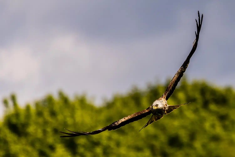 Red Kite soaring in flight at Argaty Red Kites site, wings spread.
