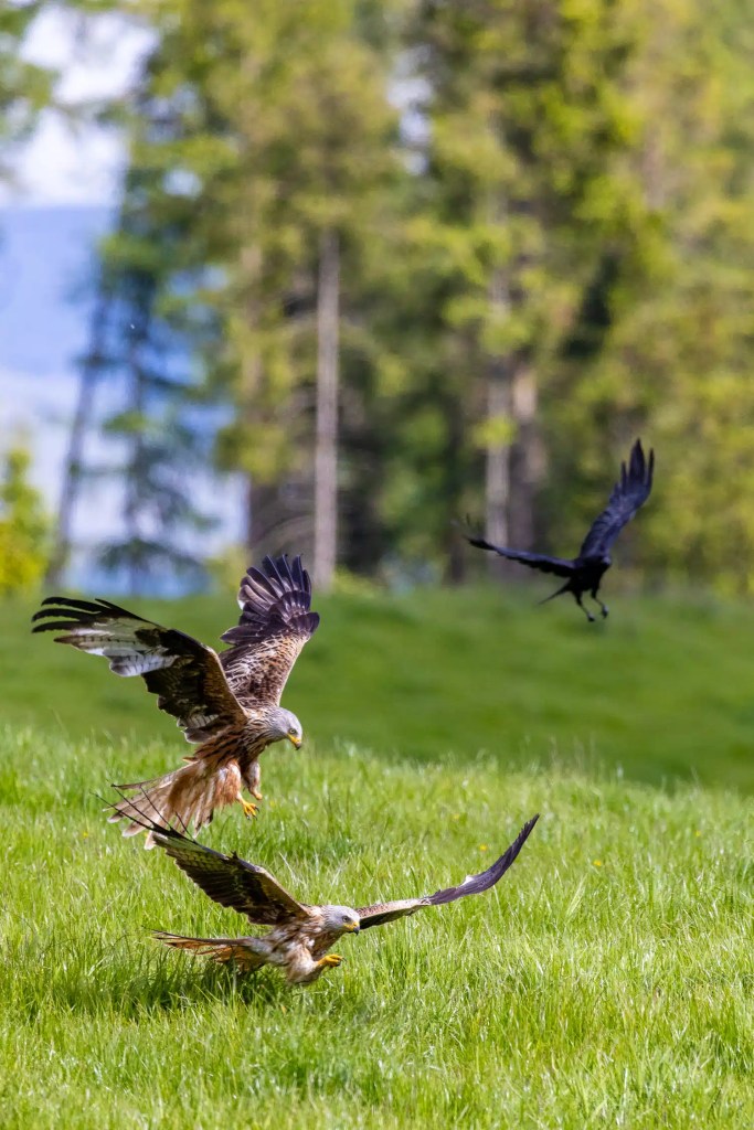 Two Argaty Red Kites swoop over a grassy field, pursued by a black crow in flight.