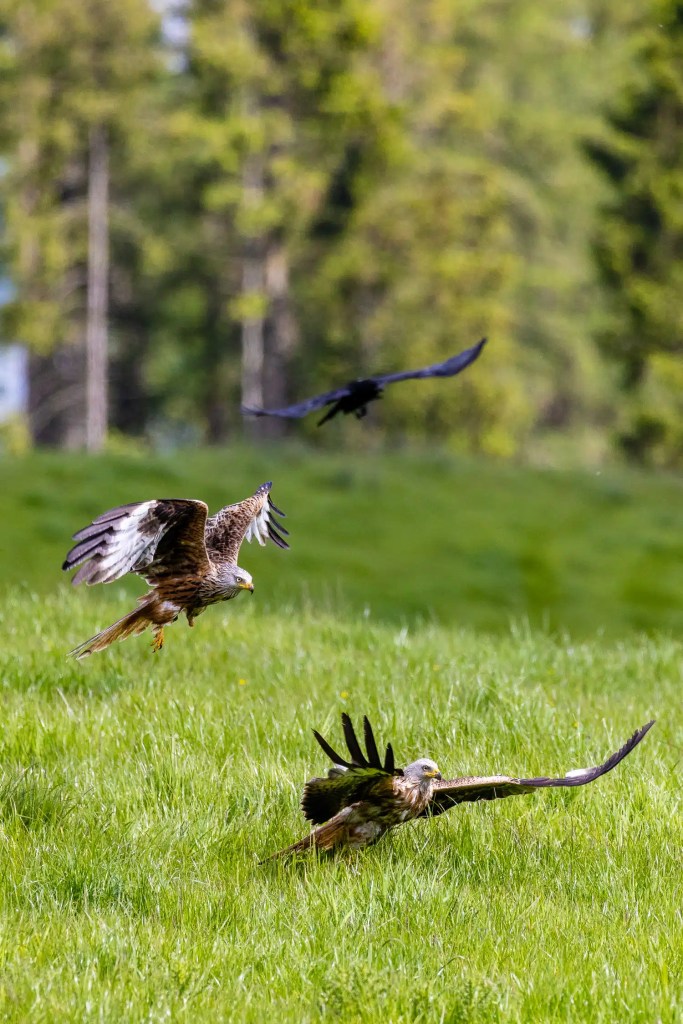 Argaty Red Kites: Two red kites in flight over a green field, with a crow flying behind.