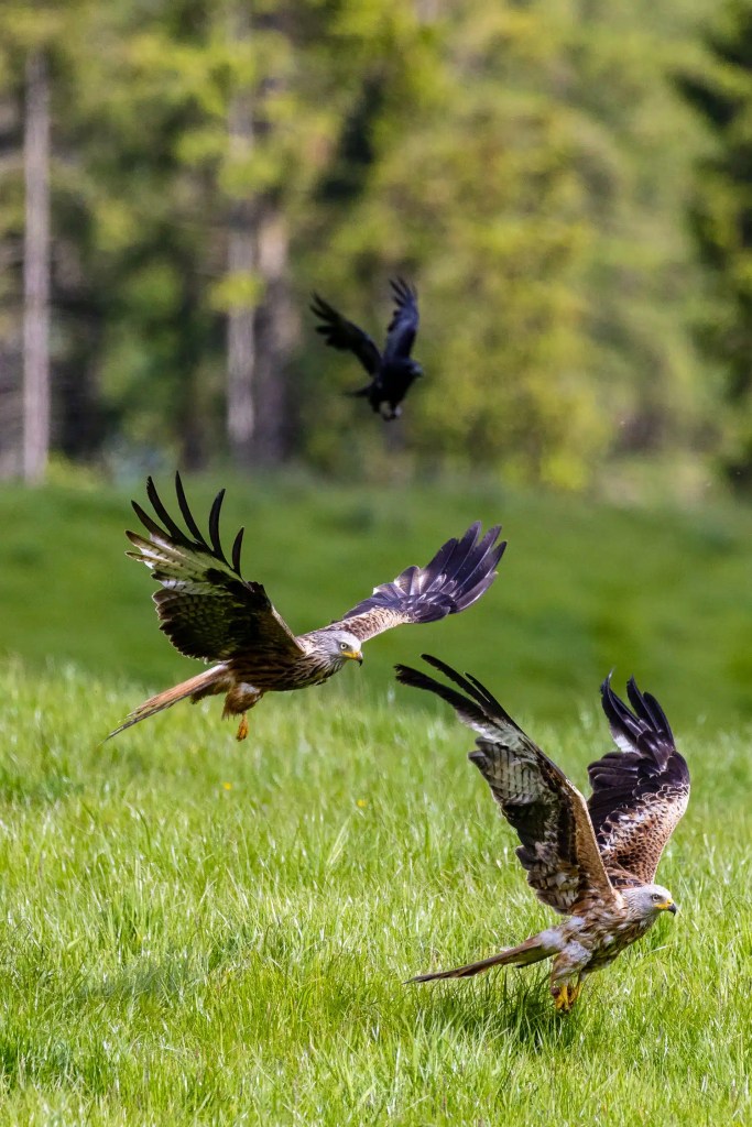 Argaty Red Kites soaring over a grassy field, one being chased by a black bird.