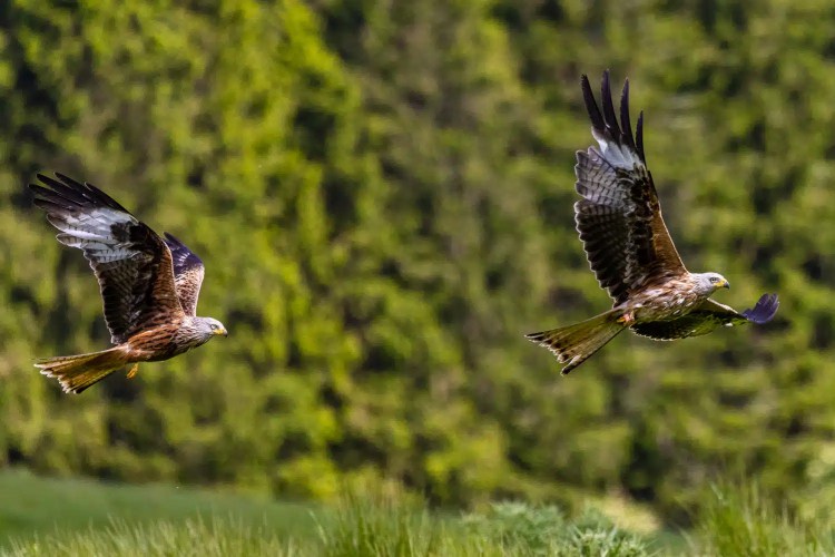 Two Argaty Red Kites soaring against a green background, showcasing their distinctive reddish-brown plumage and forked tails.
