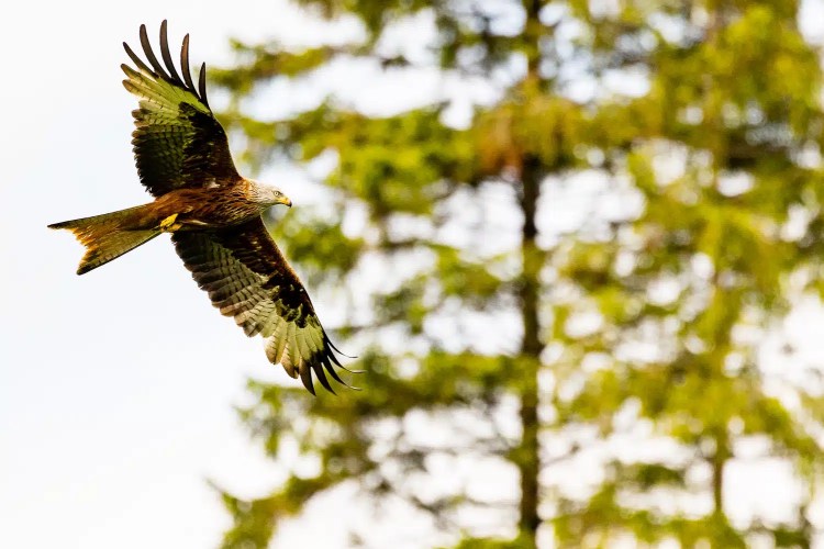 Red Kite in flight at Argaty Red Kites, Scotland. Majestic bird with distinct forked tail.