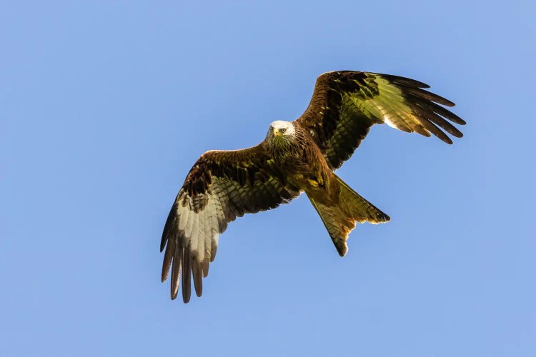 Red Kite soaring in a clear blue sky, wings spread wide. Argaty Red Kites are beautiful birds of prey.