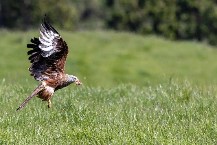 Red Kite in flight at Argaty, with food in its beak, wings spread against a green field.