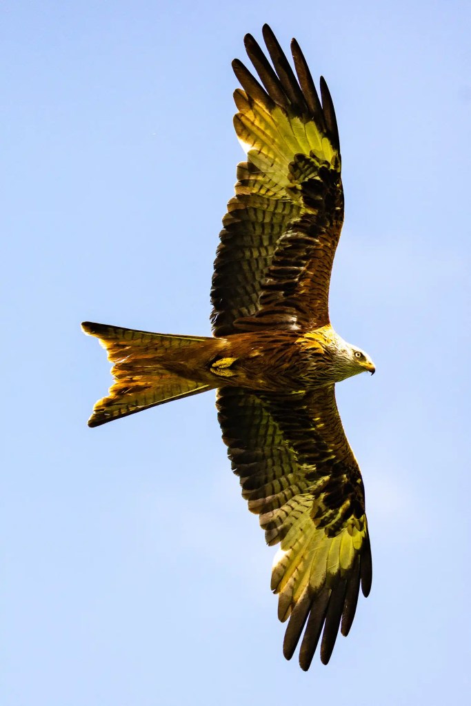 Red Kite soaring in a clear blue sky. Argaty Red Kites are a magnificent sight.