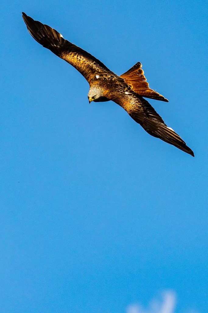 Red Kite soaring in a clear blue sky at Argaty Red Kites.