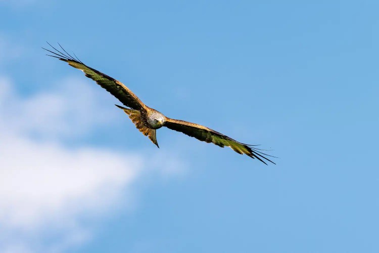 Red Kite soaring in a blue sky at Argaty Red Kites, Scotland.