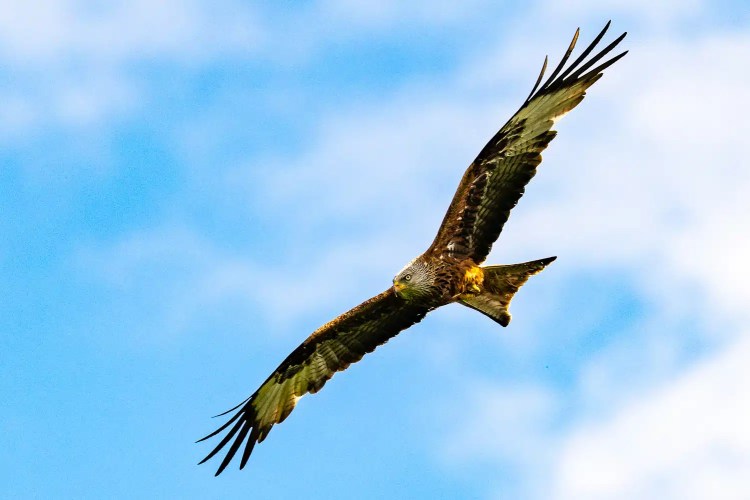 Red Kite soaring in a blue sky at Argaty Red Kites, Scotland.