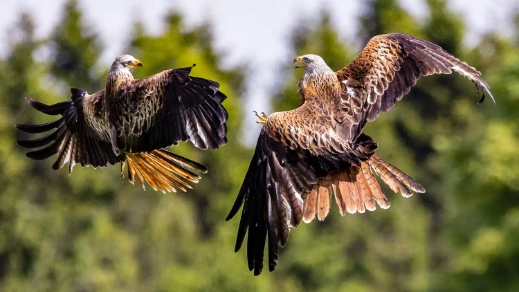 Two red kites in flight at Argaty Red Kites, wings spread against a green forest background.